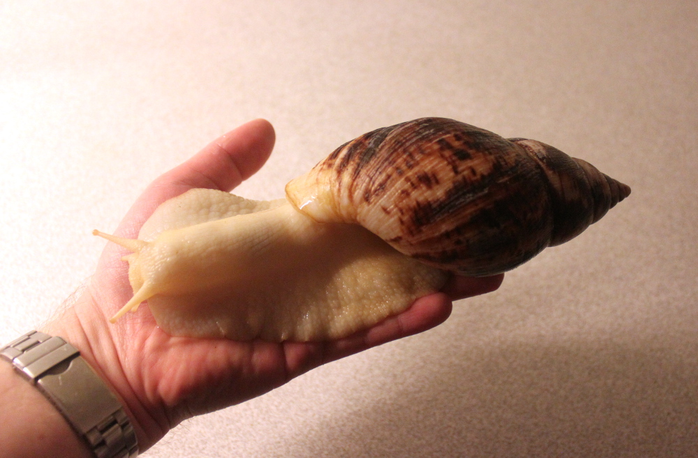 Congo snegle - Akvarie startAkvarie start